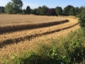 Harvest fields